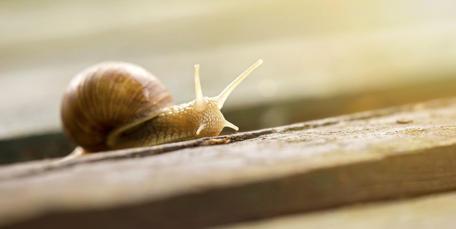 Peut-on optimiser un site WordPress?